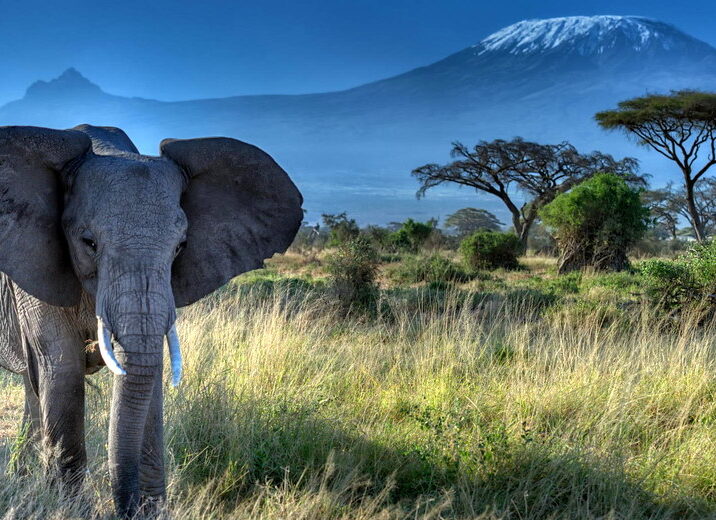 amboseli