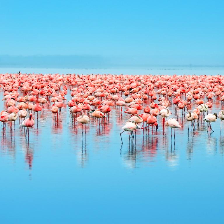 flamingo